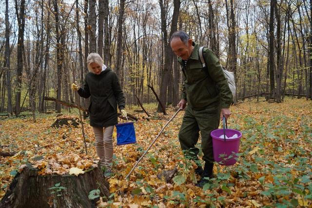 Армиллариа в юбке. Какие грибы водятся в белгородских лесах