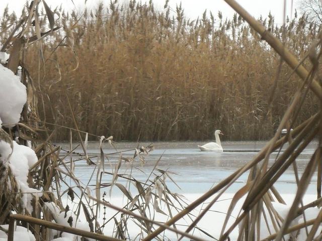В Волоконовском районе с замерзающего пруда спасают лебедя