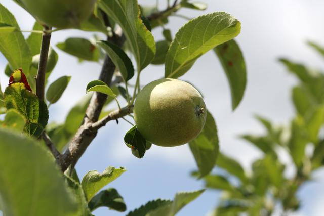 Московская компания запускает в Белгородской области крупный яблочный проект