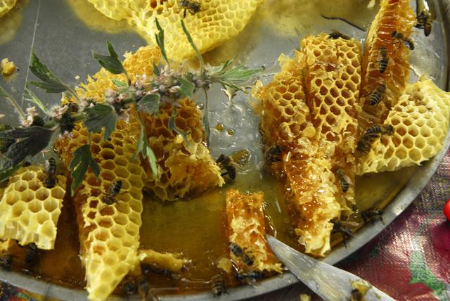 В Белгородской области создадут модельные пчелопарки