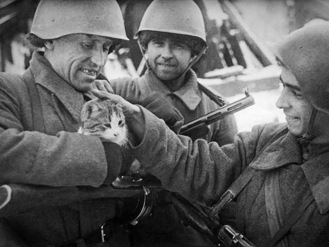 Мяукающая дивизия. Как кошки помогали во время Великой Отечественной Войны