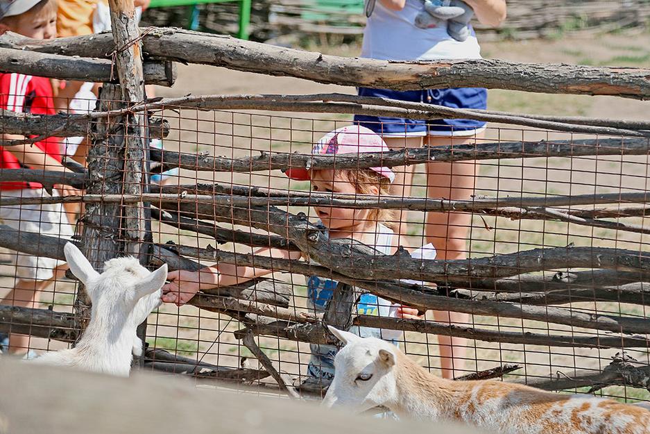 Один день из жизни обитателей белгородского зоопарка - Изображение 1
