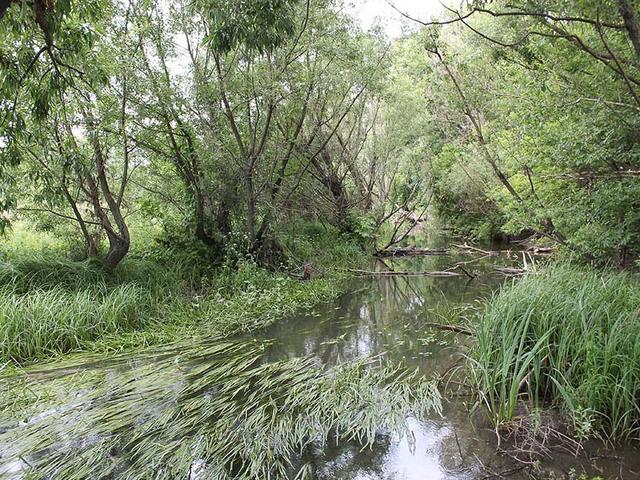 В Белгородской области ежегодно исчезает более 10 км рек