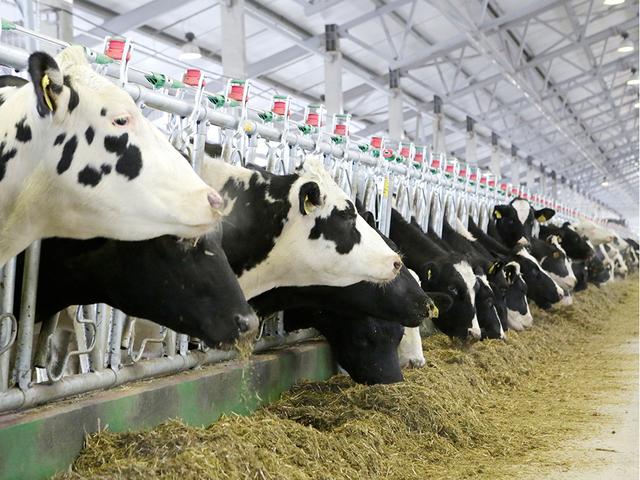Белгородская область стала первой в ЦФО по производству мяса и молока