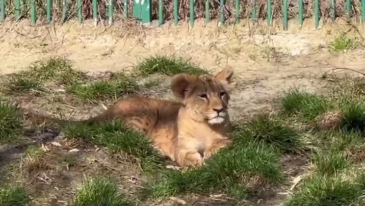 Молодой львице в зоопарке Белгорода дали имя