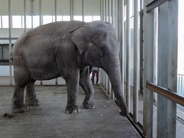 Старооскольский зоопарк попрощался со слонихой Чани