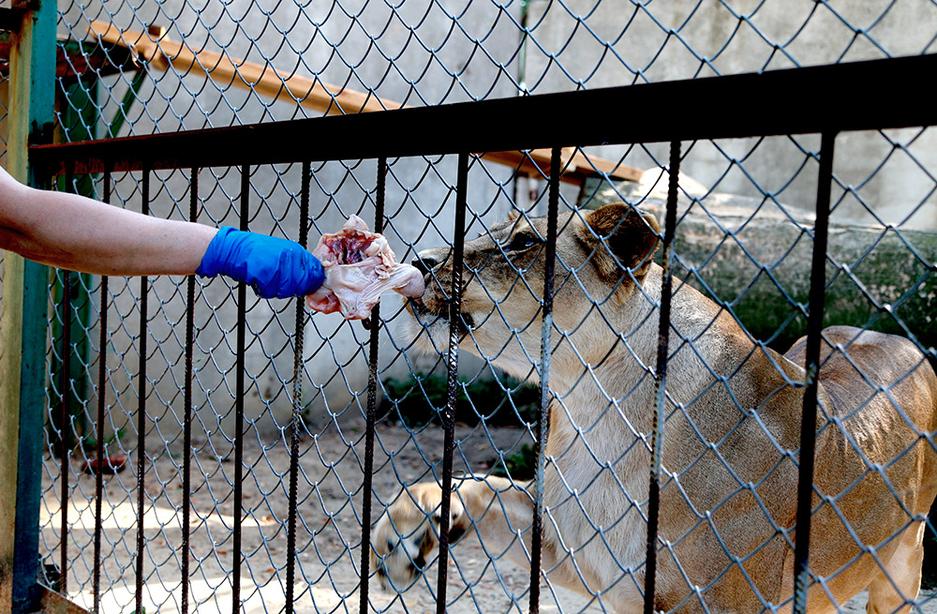 Один день из жизни обитателей белгородского зоопарка - Изображение 12