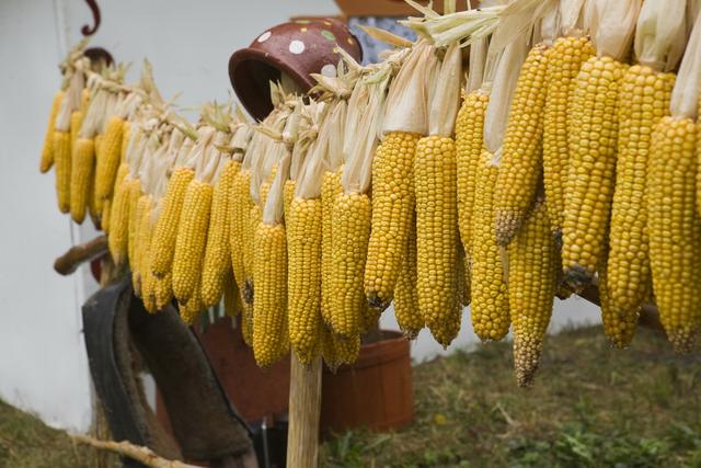 Белгородская область заняла второе место в стране по производству кукурузы на зерно 