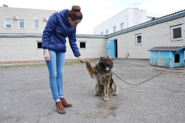 Бездомные собаки приглашают в гости. Почему выставку-раздачу «Пойдём домой» перенесли из центра Белгорода
