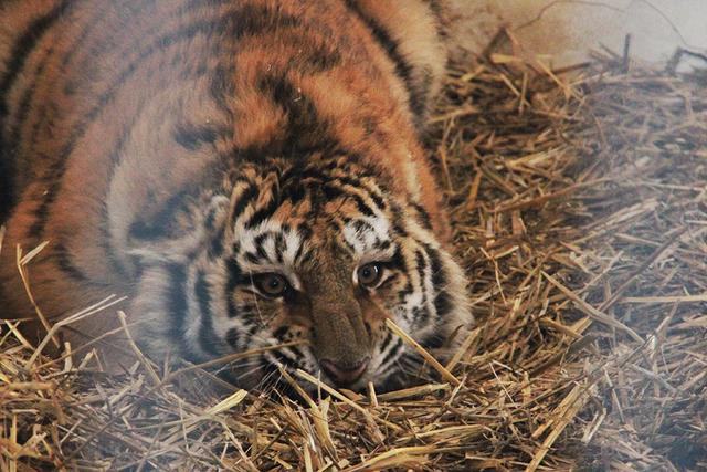 В белгородский зоопарк привезли амурских тигрят и гималайских медвежат