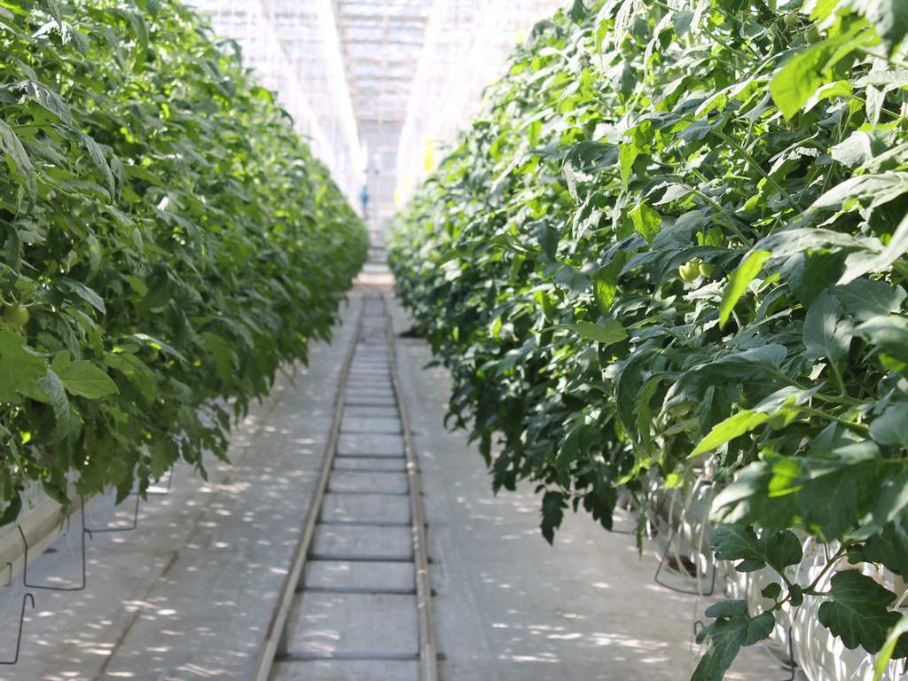 В Белгородской области намерены увеличить производство тепличных овощей