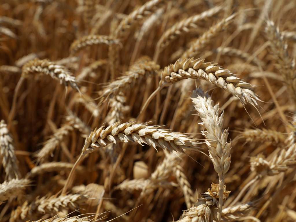 С белгородских полей уже собрали 2 млн тонн зерна