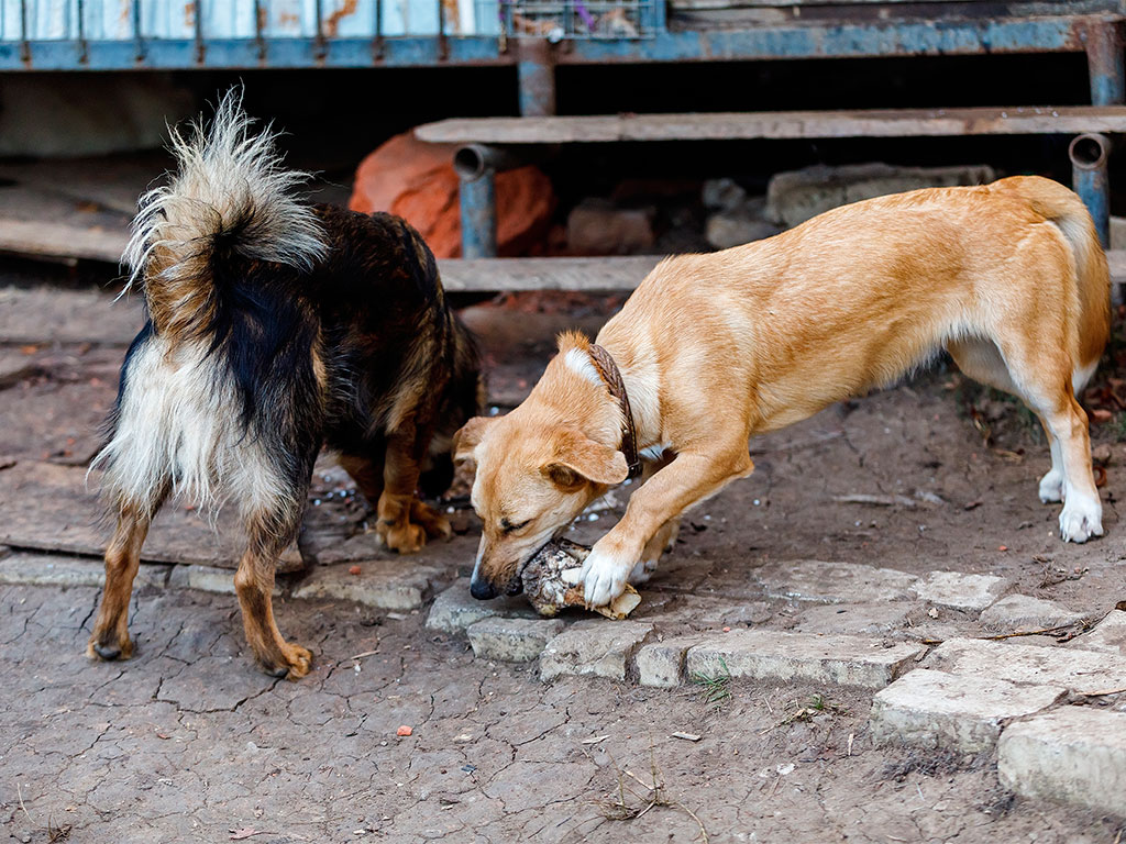 Под Белгородом отрыли приют для бездомных животных