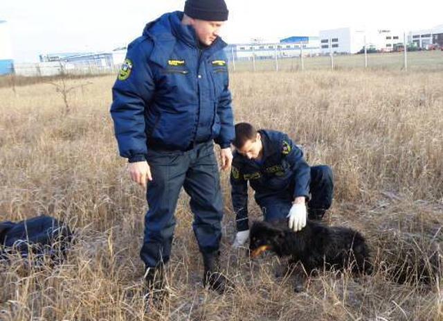 За день белгородские спасатели вызволили из беды двух животных