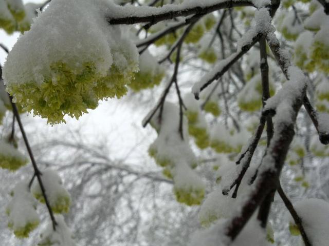 Снег в конце апреля. Какие последствия от неожиданной зимы ждут белгородцев