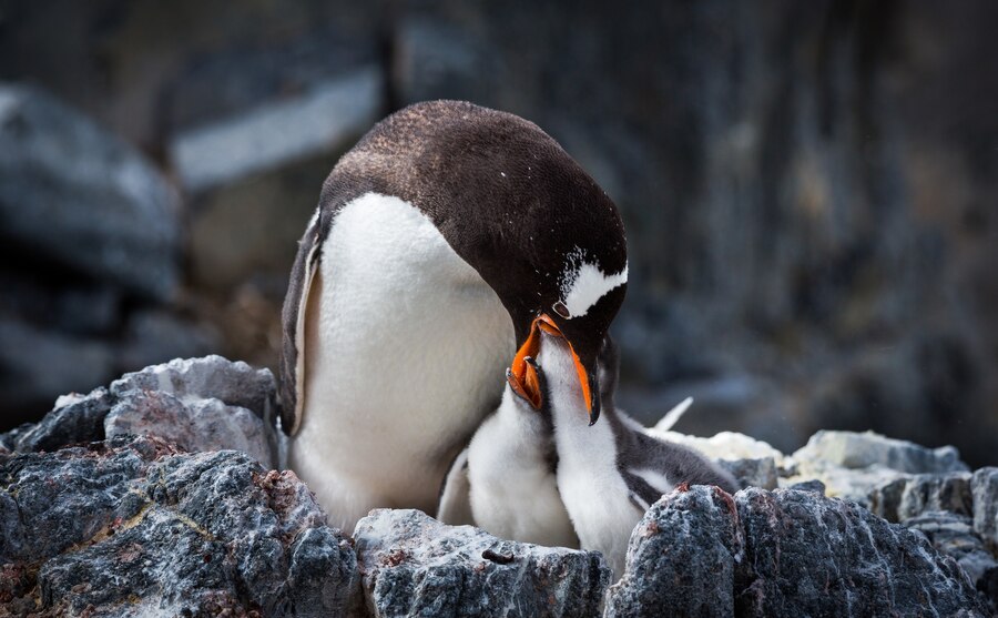 Тест: Что вы знаете о пингвинах?