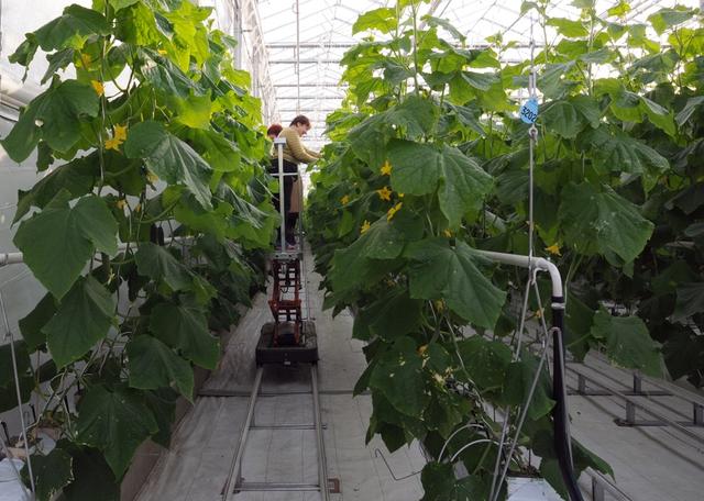«Теплицы Белогорья» собираются вложить в досветку растений 649 млн рублей