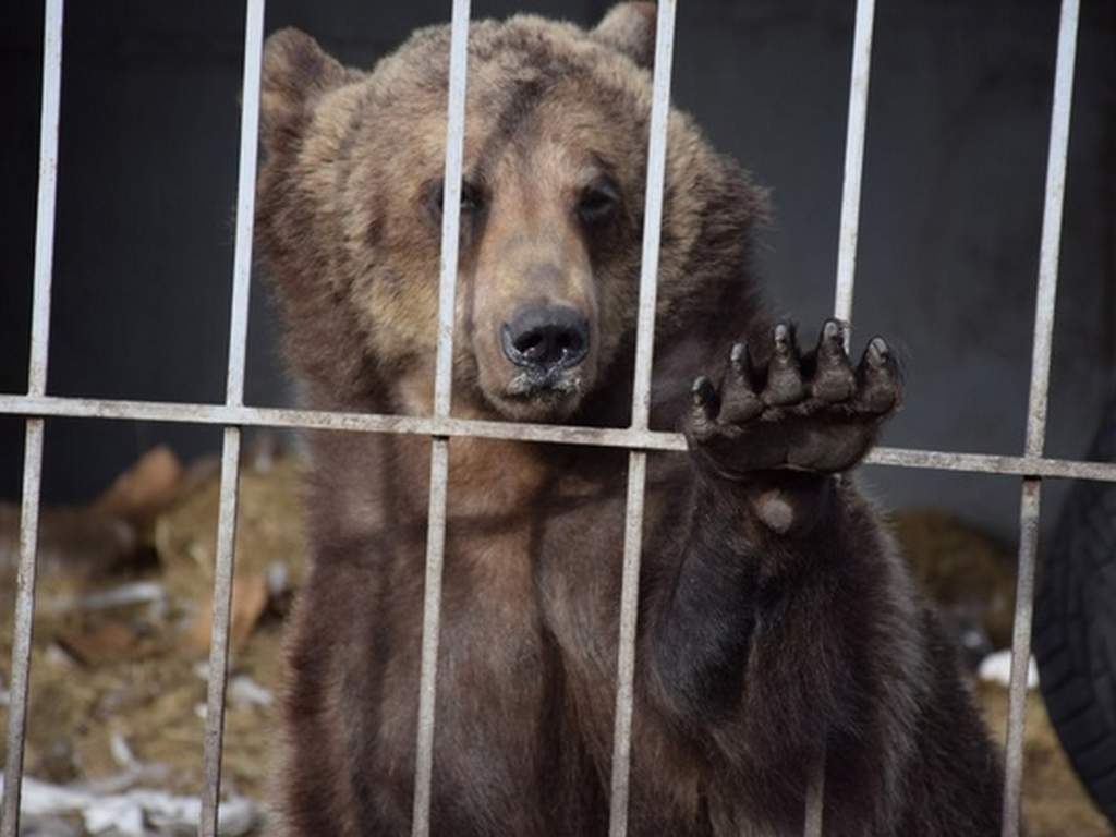 В белгородский зоопарк везут медведицу, которую забрали у женщины, купившей её в цирке