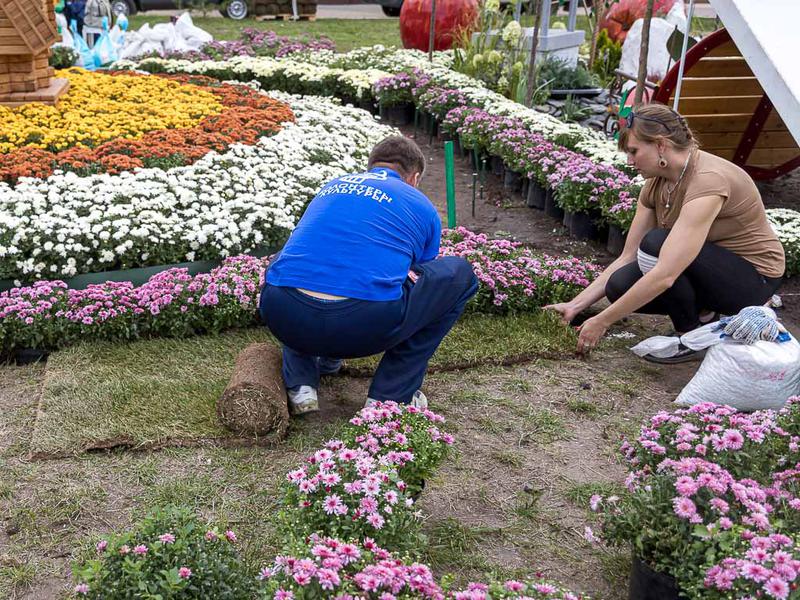 Белгород в цветах и пчёлах: что ждёт белгородцев на фестивале (фоторепортаж)