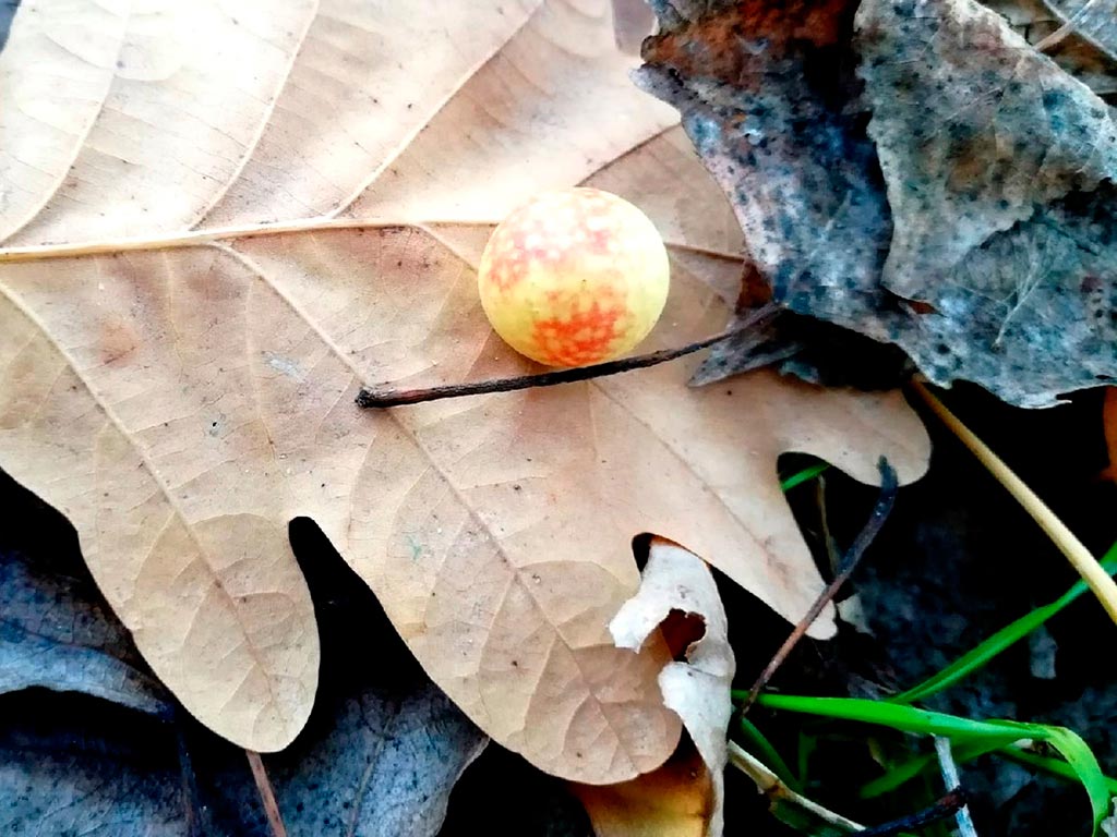 Чернильные орешки: кто живёт в дубовых яблоках