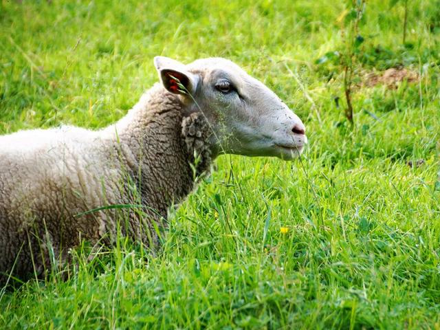 Губкинцы украли барана и овцу, но, приготовив их, есть не стали