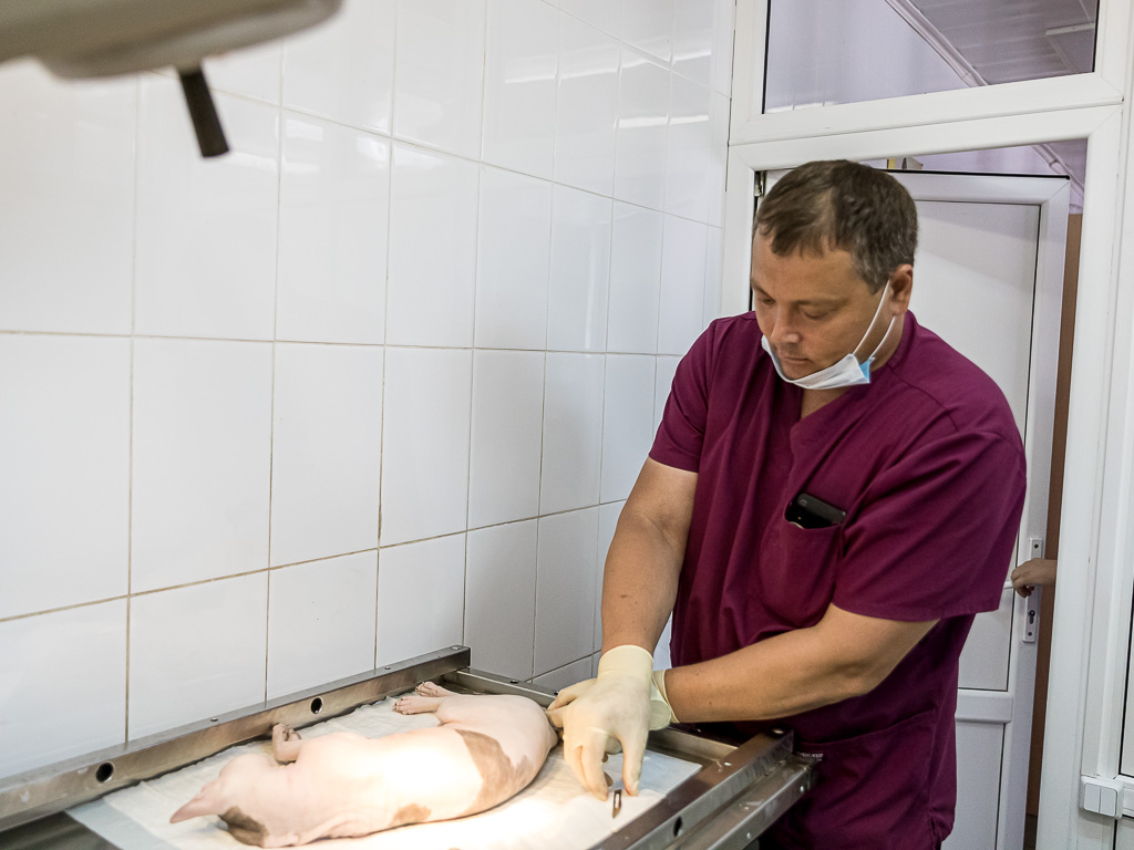 В Белгородской области начали бесплатно стерилизовать домашних питомцев участников СВО