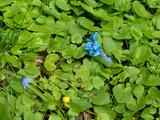 50 оттенков радуги. В заповеднике «Белогорье» массово цветут эфемероиды - Изображение 2