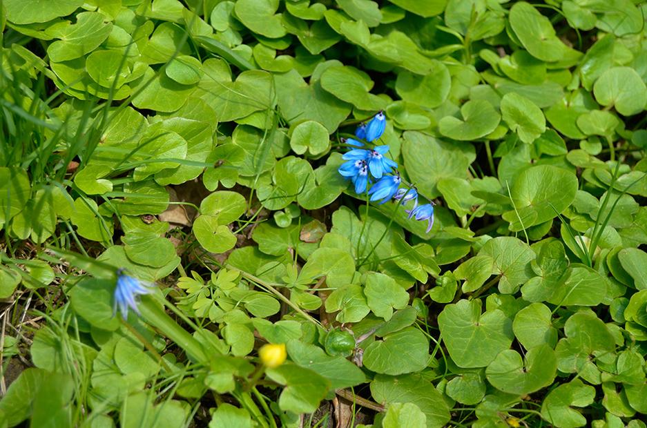 50 оттенков радуги. В заповеднике «Белогорье» массово цветут эфемероиды - Изображение 2