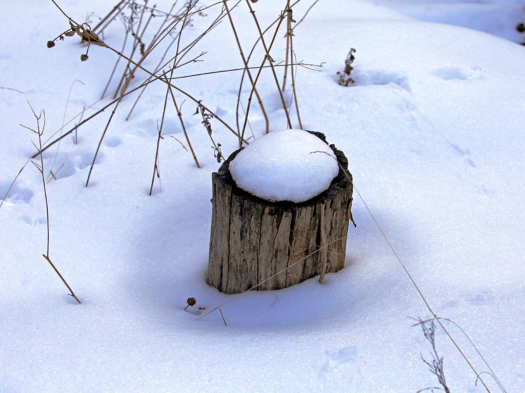 Почему снег теплее. Белее снега Мельников. Почему снег лежит кружком у деревьев и столбов.