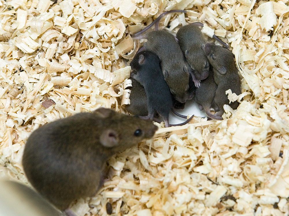 Мышей в идеальные условия. Виварий для крыс. Виварий для мышей. Виварий для лабораторных животных. Крысы из вивария.