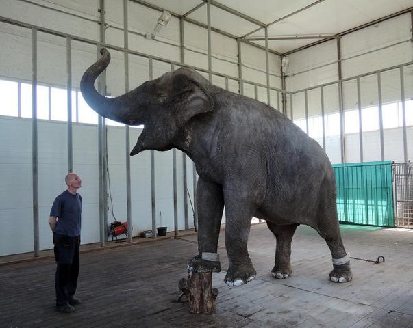 Старооскольский зоопарк постарается оставить слониху Чани у себя 