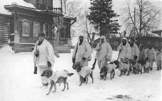 Танки против людей и собак. Кто в июле 1943-го задержал немцев под Черкасским