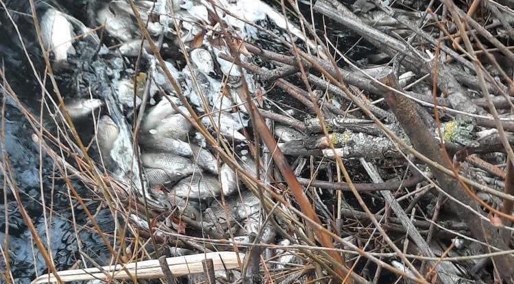 Росприроднадзор не нашёл виновных в гибели рыбы в реке Лопань Белгородского района