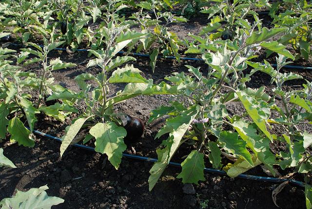 Краснояружская зерновая выращивает килограммовые баклажаны