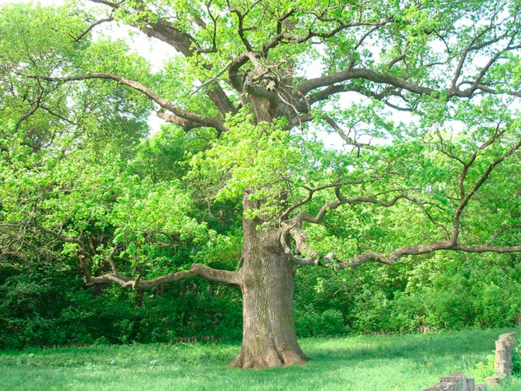 Панский дуб из Шебекинского округа соревнуется за звание главного дерева страны