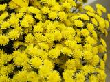 Белгородский цветочный салон «Флорист.ру» встретил своих первых покупателей - Изображение 9