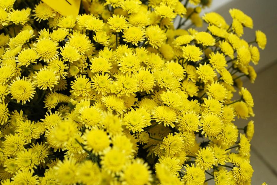 Белгородский цветочный салон «Флорист.ру» встретил своих первых покупателей - Изображение 9