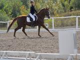 В Белгороде прошёл Кубок губернатора по конному спорту - Изображение 21