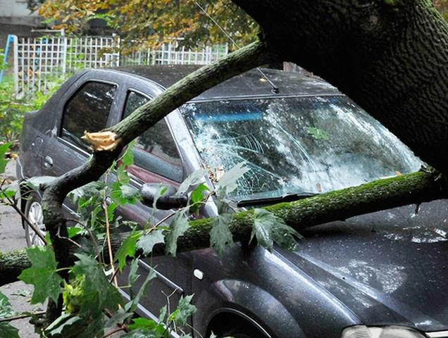 Администрация Строителя заплатит местному жителю за упавшее на машину дерево