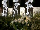 Подсвеченные сады и сияющие лица: как Белгород в цвету выглядел ночью (фоторепортаж)