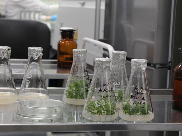 В Белгороде открыли лабораторию биотехнологии растений