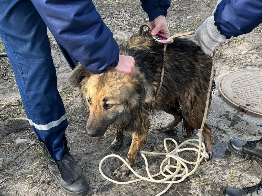 Белгородские спасатели достали двух собак из 4-метрового колодца