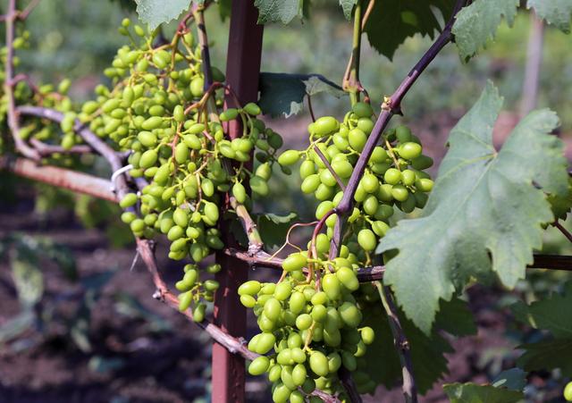 Сорта винограда для Белгородской области названия, фото, описание
