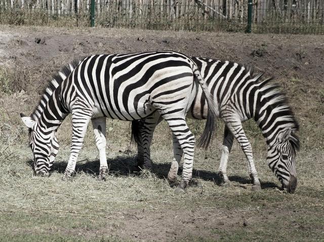 В старооскольский зоопарк привезли пять африканских зебр