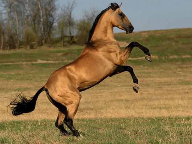 За кражу лошади белгородцу грозит колония строгого режима