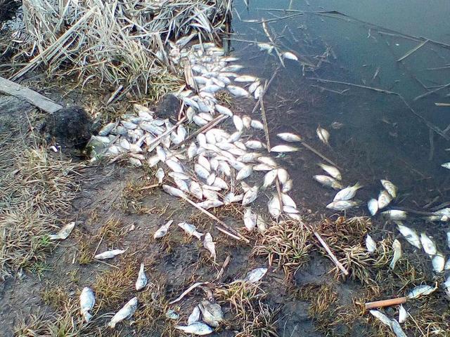 Информация о массовой гибели рыбы в Алексеевском районе не подтвердилась