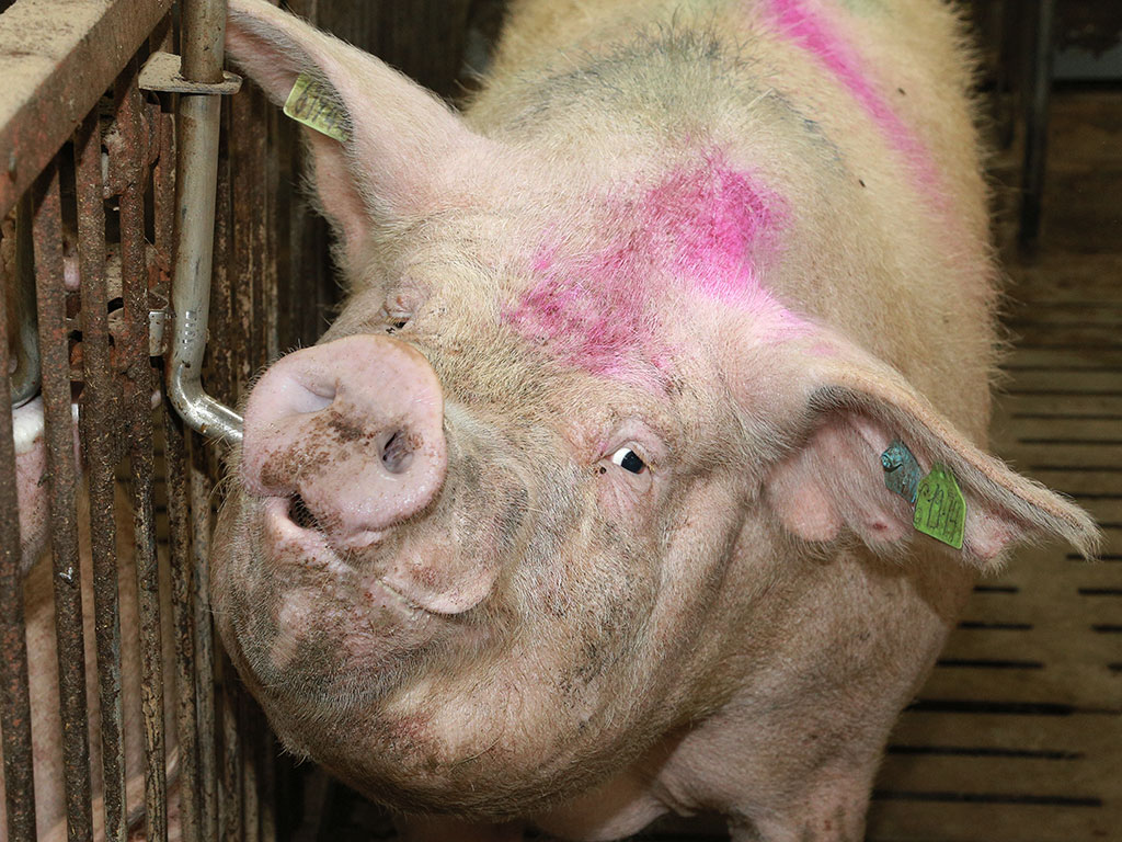 Главная проблема белгородских свиноводов – АЧС