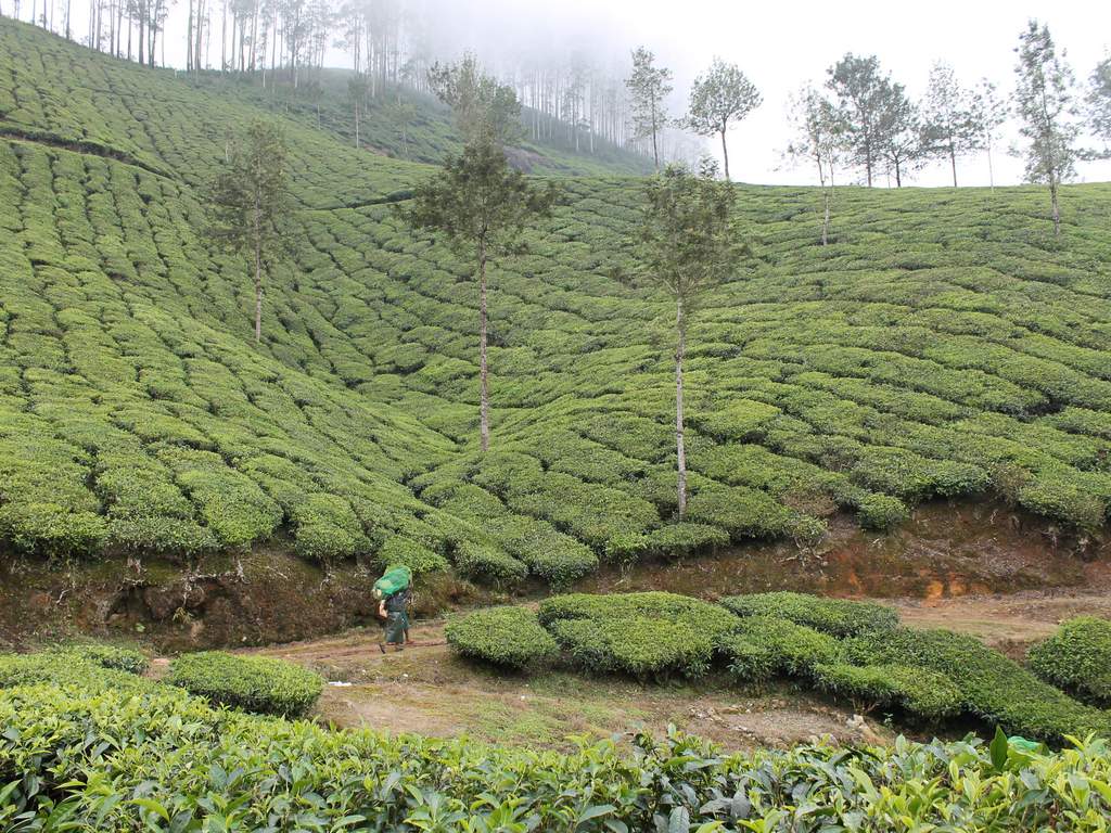 Тайна трёх слонов: как в Индии выращивают и готовят чай