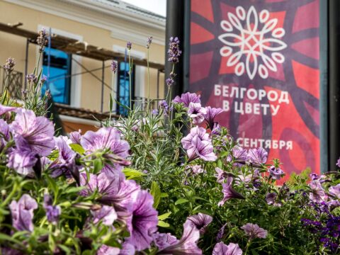 Белгород в цветах и пчёлах: что ждёт белгородцев на фестивале (фоторепортаж)