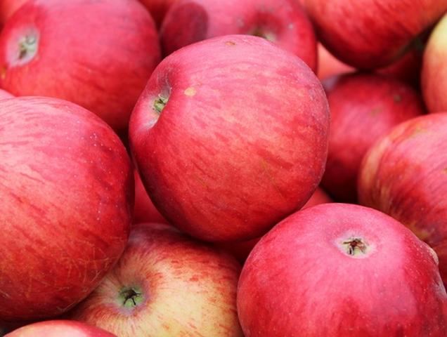 В Алексеевском районе к 2020 году планируют заложить 300 га яблоневого сада